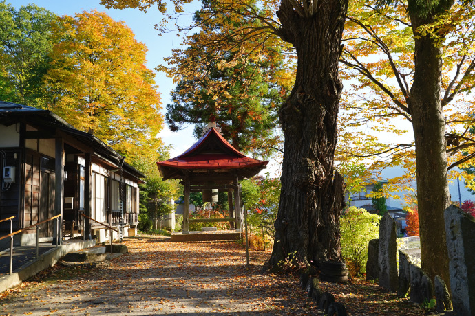 地蔵院のカツラ