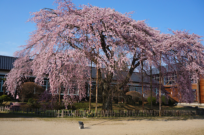 杵原学校の枝垂れ桜