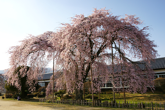 杵原学校の枝垂れ桜