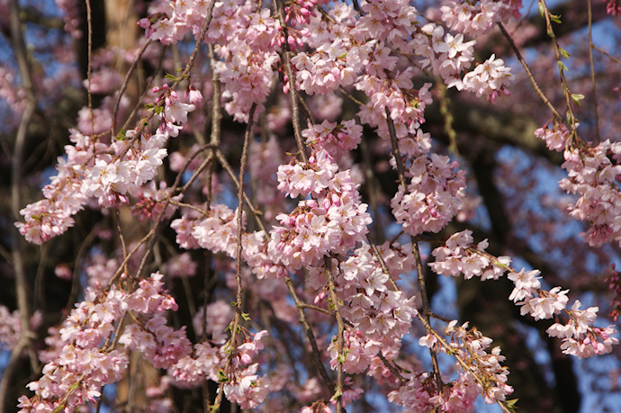 杵原学校の枝垂れ桜