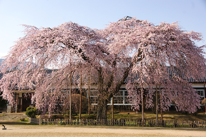 杵原学校の枝垂れ桜