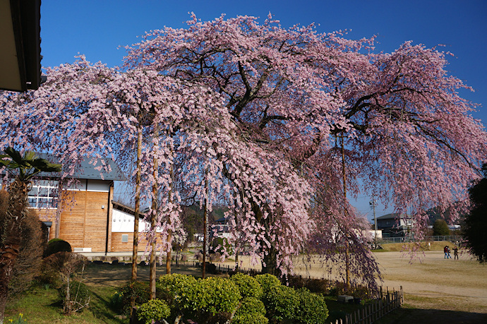 杵原学校の枝垂れ桜