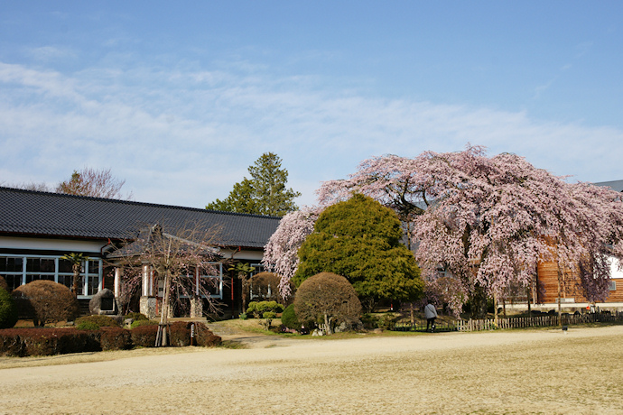 杵原学校と枝垂れ桜