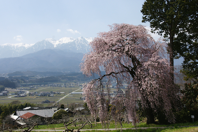 吉瀬の枝垂れ桜