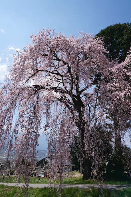 吉瀬の枝垂れ桜