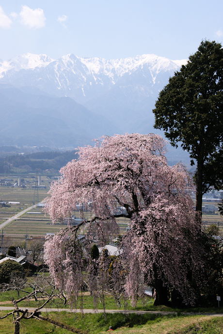 吉瀬の枝垂れ桜