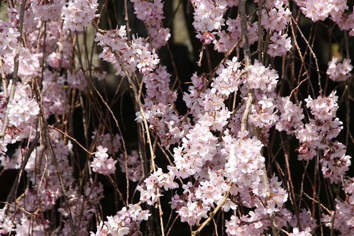 吉瀬の枝垂れ桜