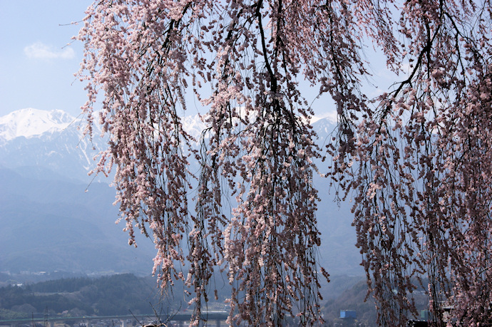 吉瀬の枝垂れ桜