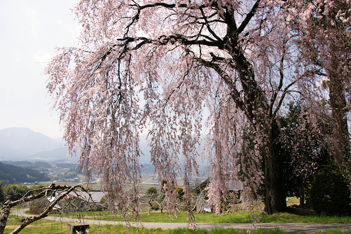 吉瀬の枝垂れ桜