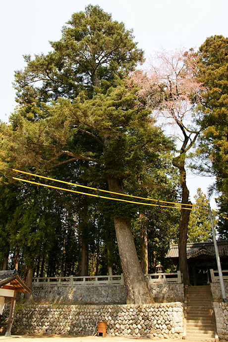 香花社のモミと枝垂れ桜