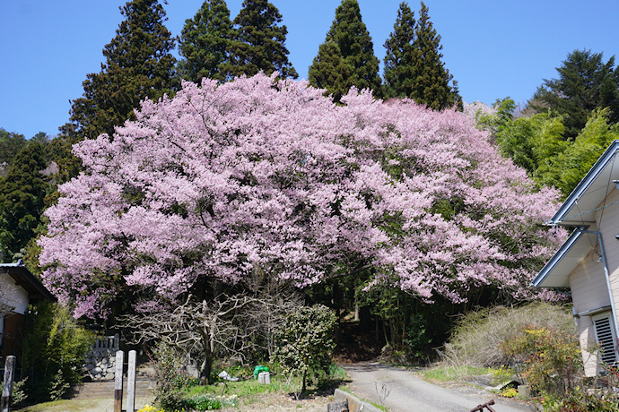 子安神社のエドヒガン