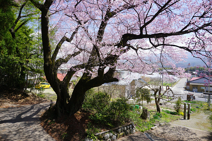 子安神社のエドヒガン