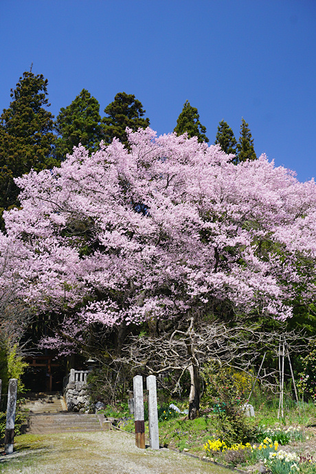 子安神社のエドヒガン