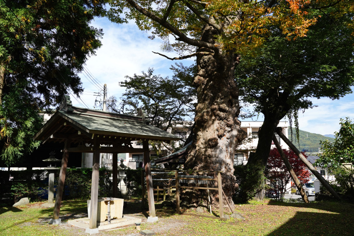 子安神社のケヤキ