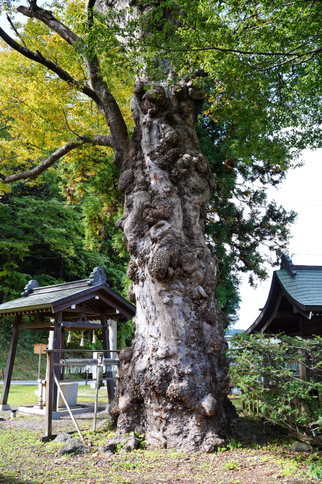 子安神社のケヤキ