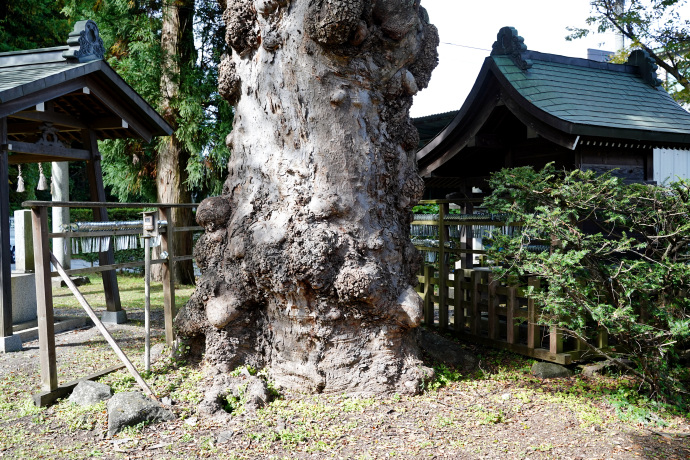 子安神社のケヤキ