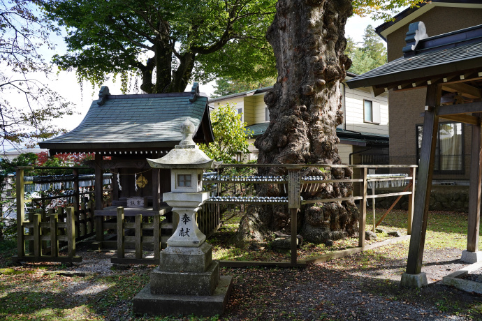 子安神社のケヤキ
