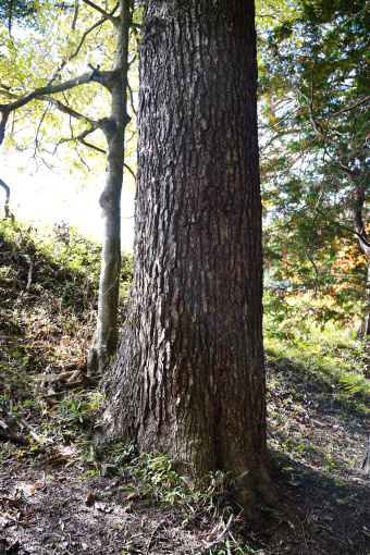 熊野諏訪神社のモミ