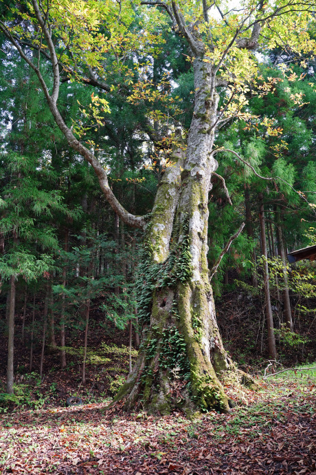 熊野諏訪神社のトチノキ（１）