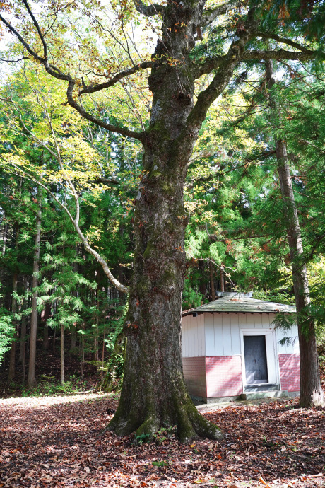 熊野諏訪神社のトチノキ（3）