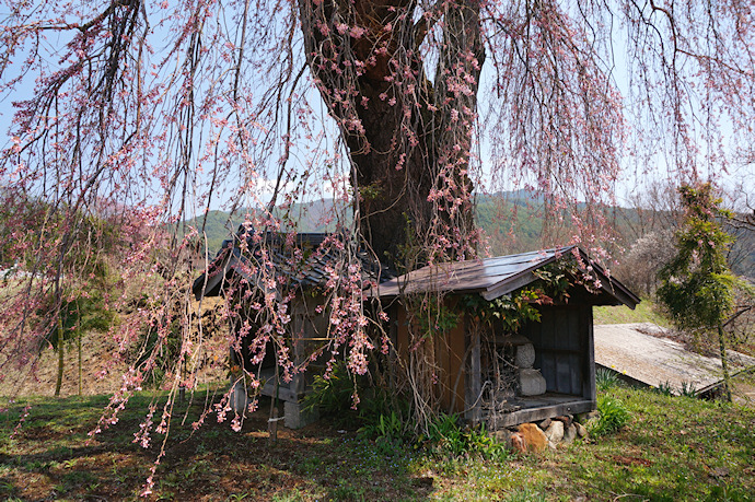 栗林の一本桜