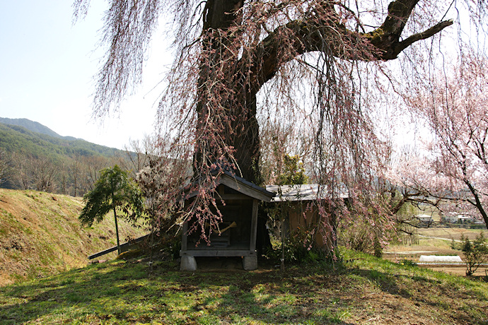 栗林の一本桜