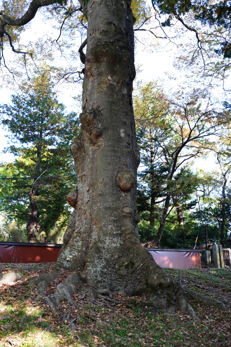 葛井神社のケヤキ