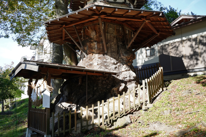 葛井神社の大ケヤキ跡