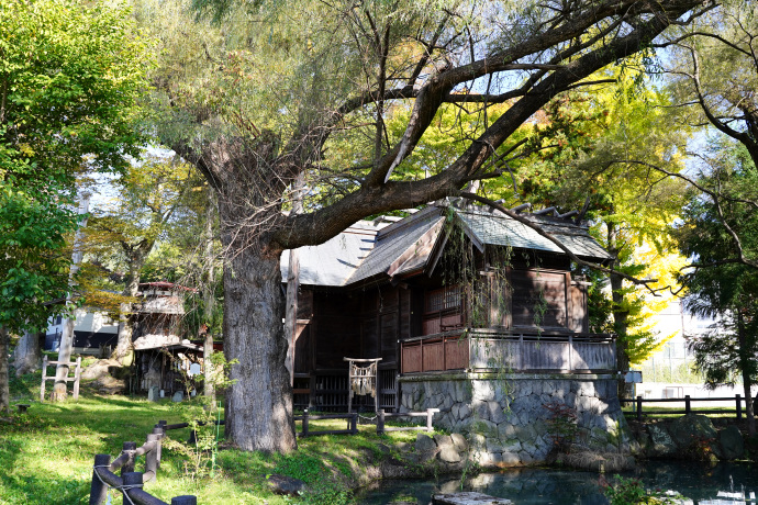 葛井神社のヤナギ