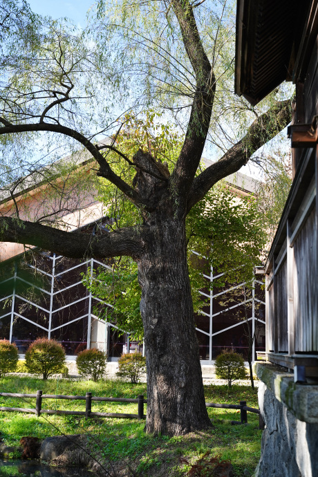 葛井神社のヤナギ