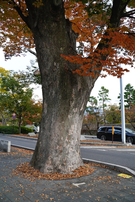 松本神社前のケヤキ（歩道側）