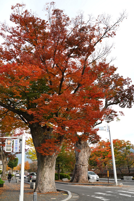 松本神社前のケヤキ