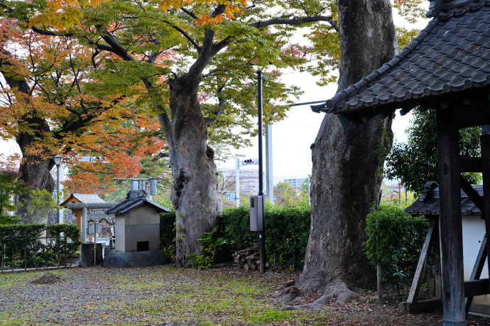 松本神社のケヤキ