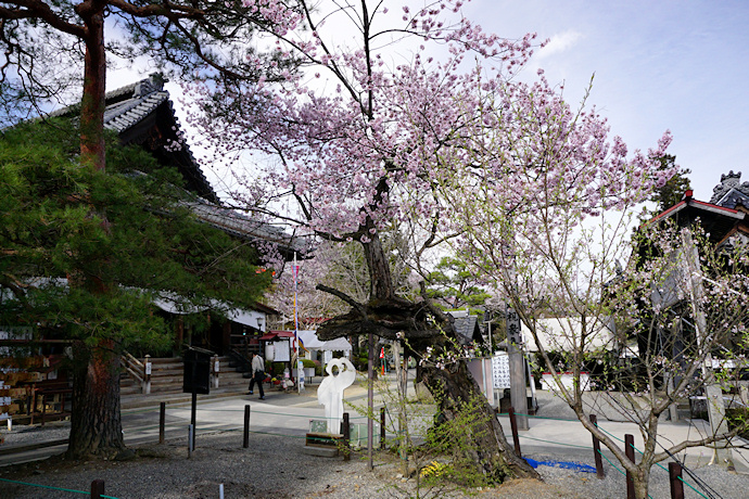 元善光寺のエドヒガン