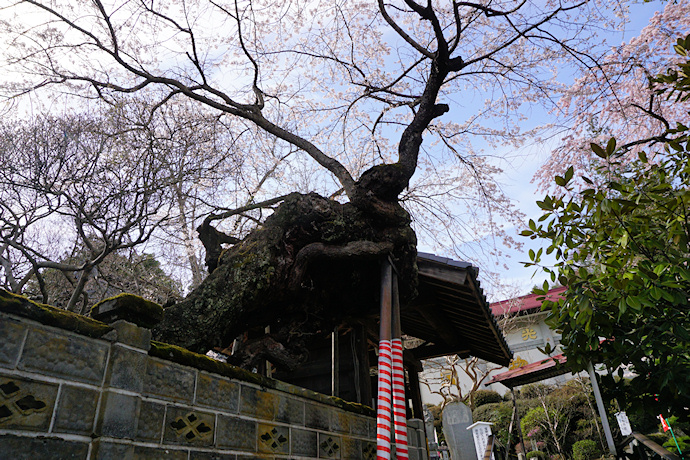 元善光寺の枝垂れ桜