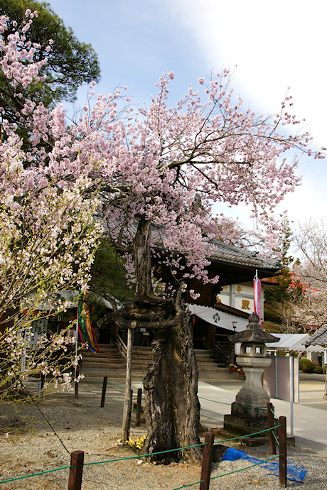 元善光寺のエドヒガン