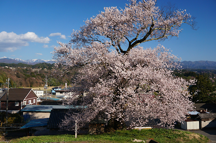 中西の桜