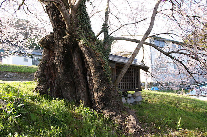 中西の桜