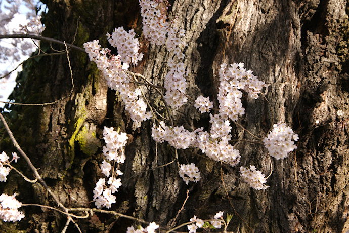 中西の桜