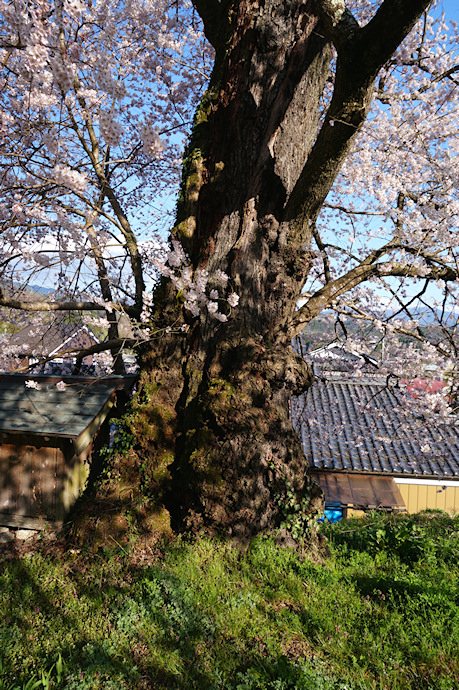 中西の桜