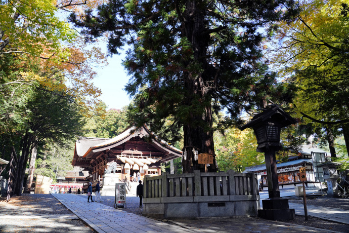 根入りの杉