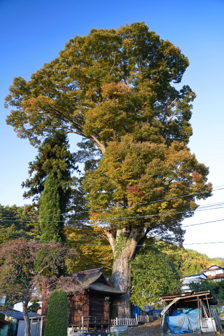 荻宮社のケヤキ