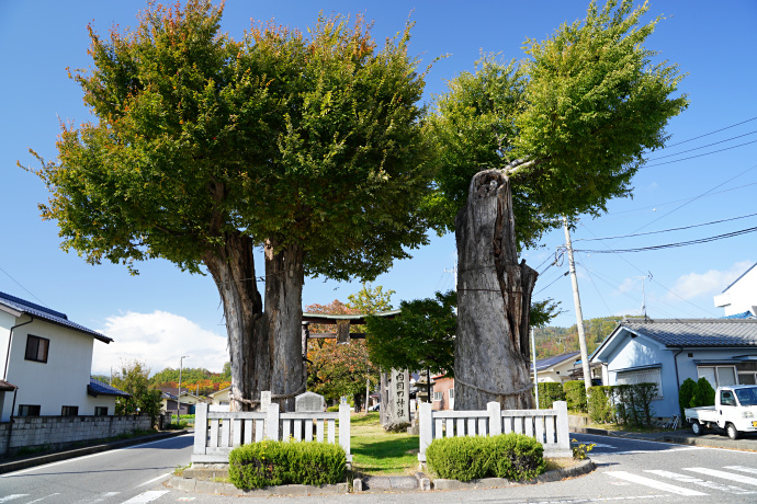 岡田神社旧参道のケヤキ