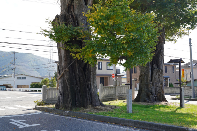 岡田神社旧参道のケヤキ