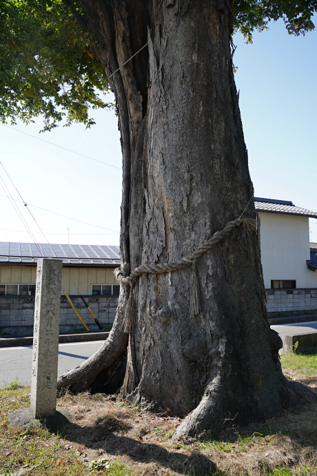 岡田神社旧参道のケヤキ（南側）