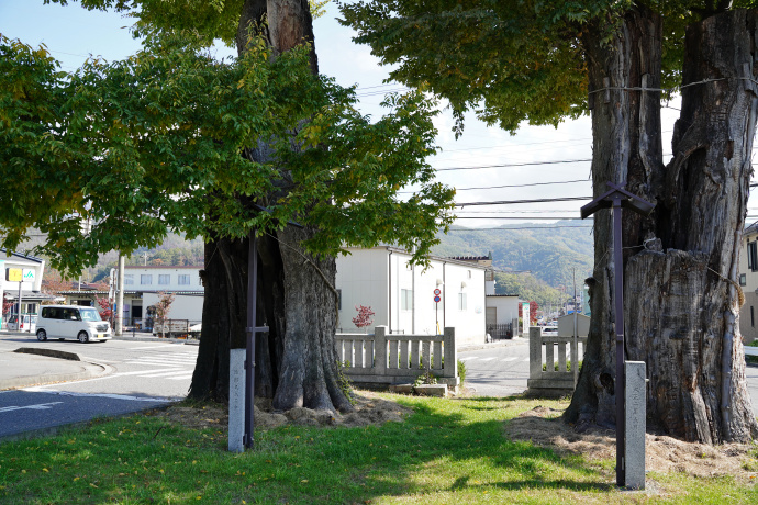 岡田神社旧参道のケヤキ