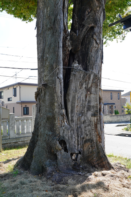 岡田神社旧参道のケヤキ（南側）