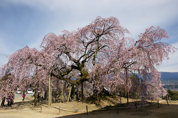 麻績の里　舞台桜