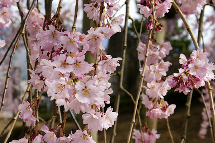 麻績の里舞台桜