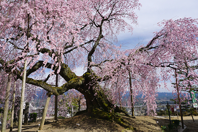 麻績の里　舞台桜